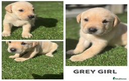 Labrador Retriever dogs for sale: Beautiful top kc line Labrador puppy’s  - Image 9