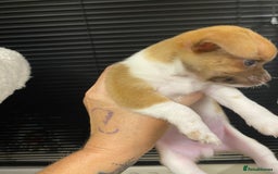 Chihuahua dogs for sale: Last two short haired chihuahuas  - Image 4