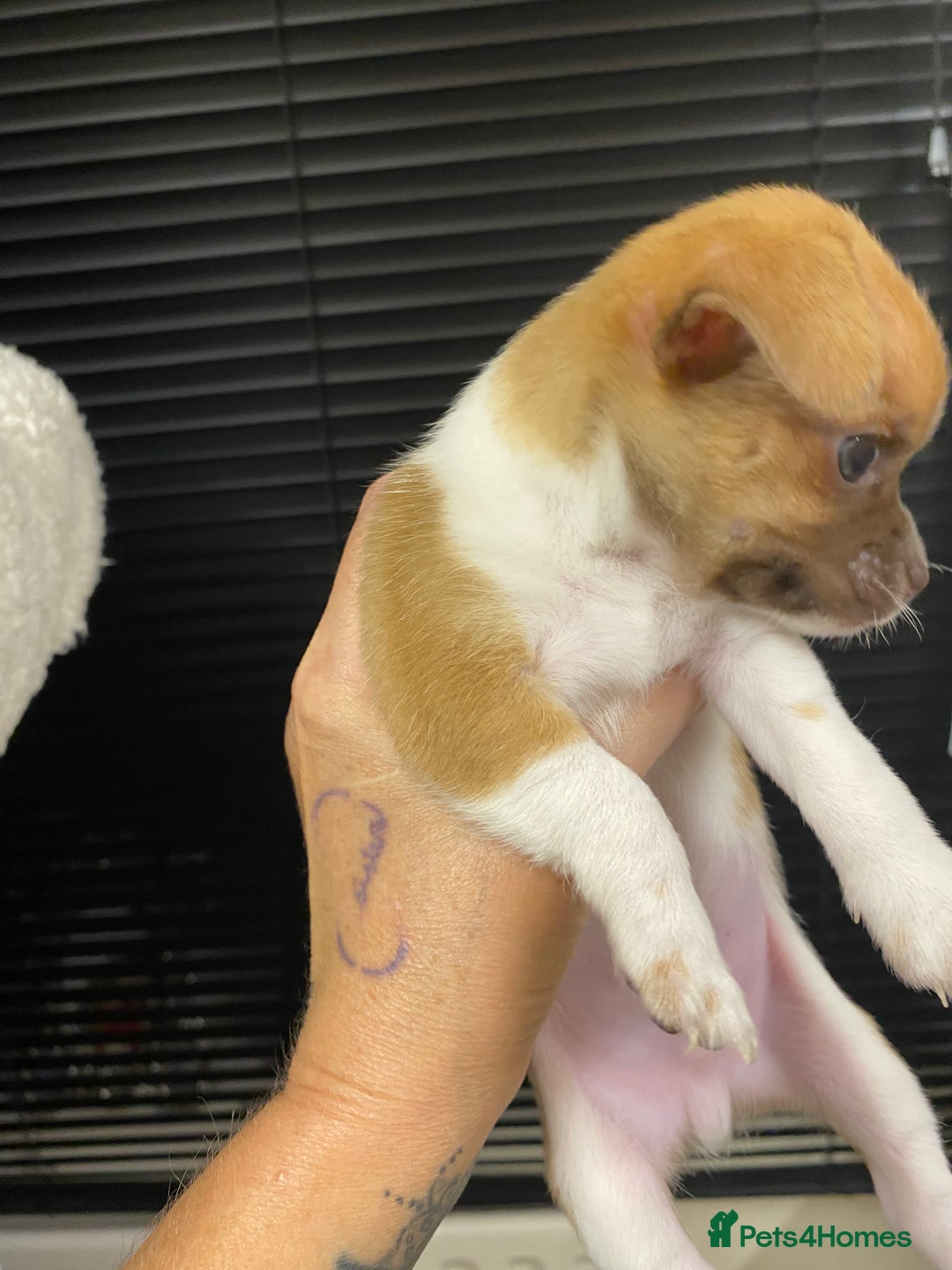 Chihuahua dogs for sale: Last two short haired chihuahuas  - Image 4