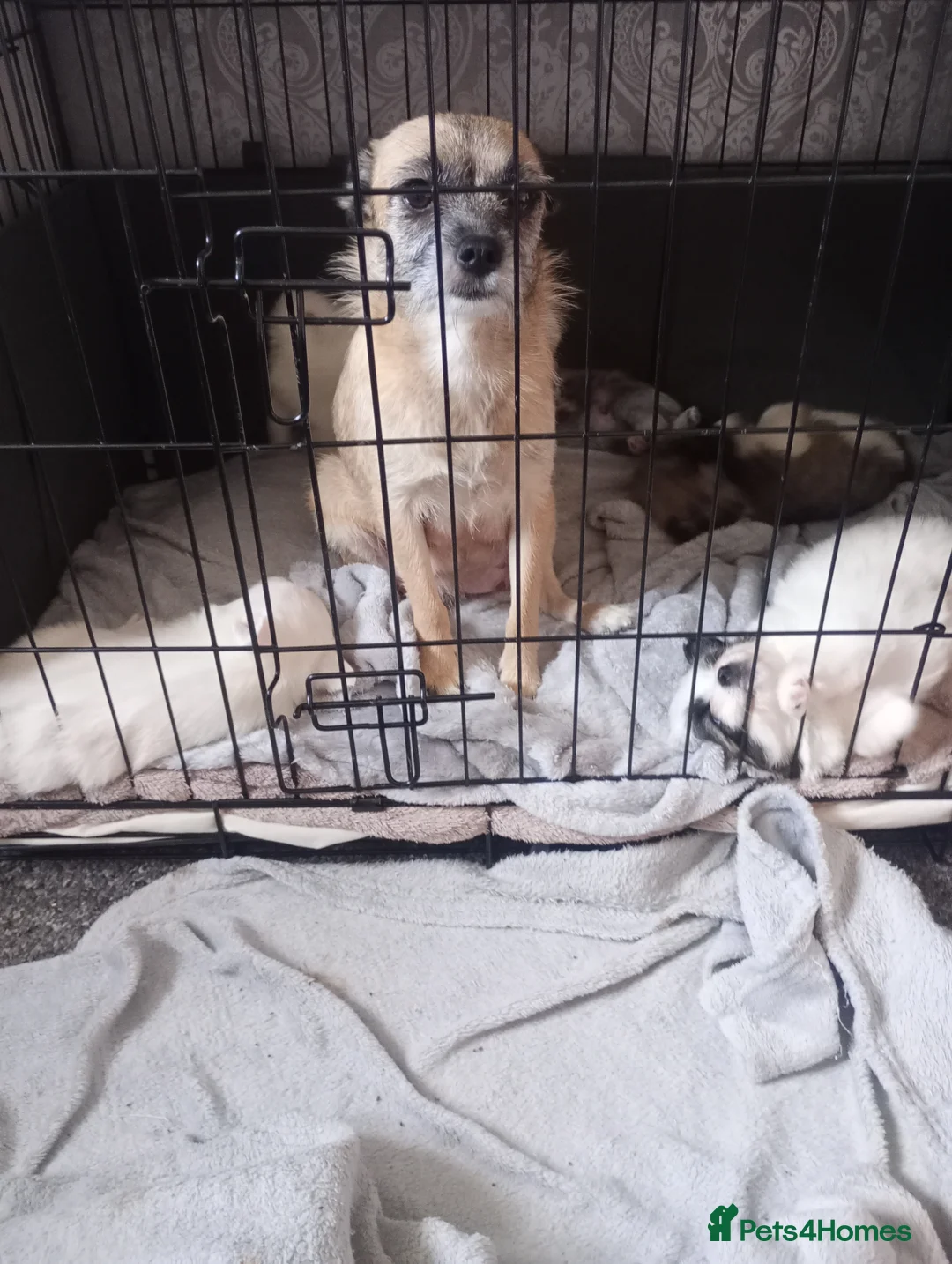 Mixed Breed dogs for sale: Jack-a-poms  - Advert 6