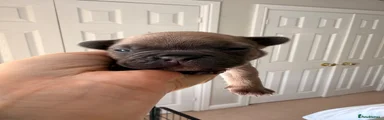 French Bulldog 3