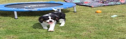 Cavalier King Charles Spaniel dogs for sale: Beautiful Cavalier King Charles Spaniel male  - Advert 14
