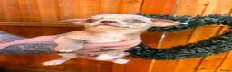 Chihuahua dogs for sale: 🐾 REDUCED🐾 4 pups left 🐾Merle Chihuahua Puppies - Advert 12