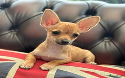 Chihuahua dogs for sale:  2 Gorgeous Girls- Ready to go!  - Image 1