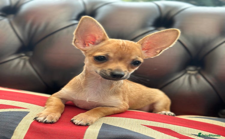 Chihuahua dogs - Advert 2