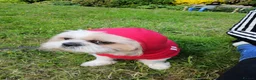 Shih Tzu dogs for stud: Male Shih Tzu Available for Stud  - Advert 5