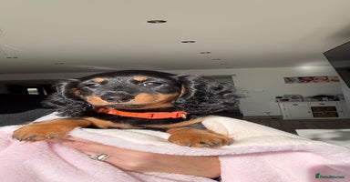 Miniature Dachshund dogs - Advert 7