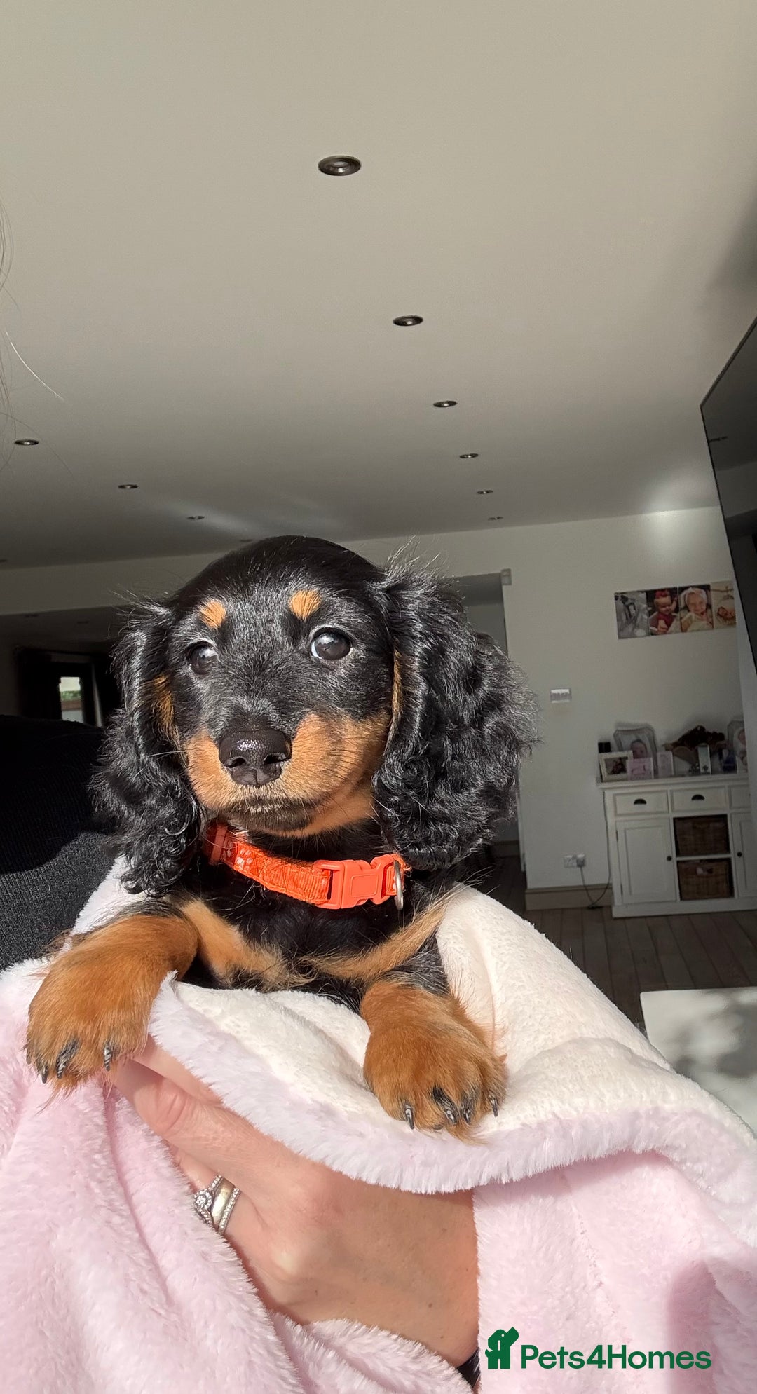 Miniature Dachshund dogs for sale: Pedigree Miniature Dachshund - Image 2
