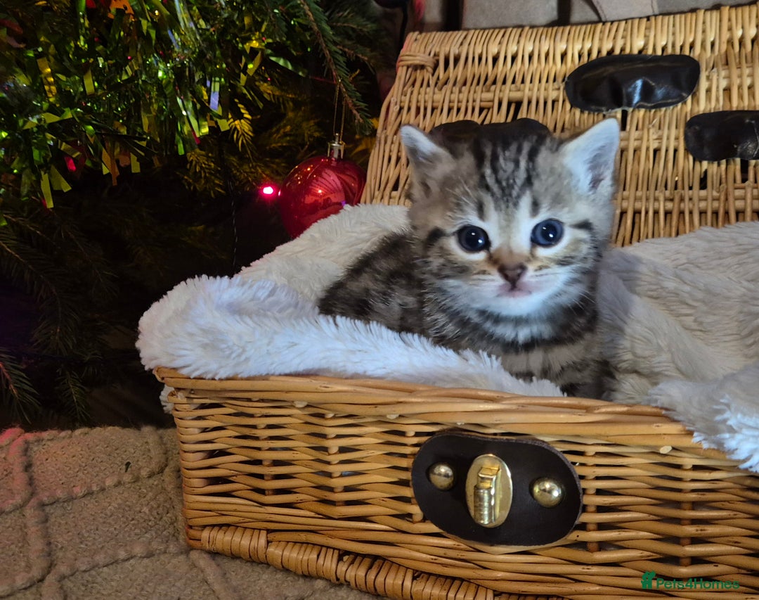 Bengal cats for sale: Bengal x British short hair - Advert 21