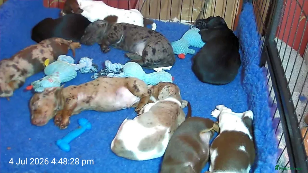 Dachshund dogs for sale: Beautiful litter of Rainbow Puppies - Advert 21
