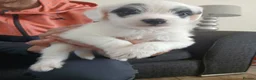 Jackapoo dogs for sale: Jackapoos - Advert 8