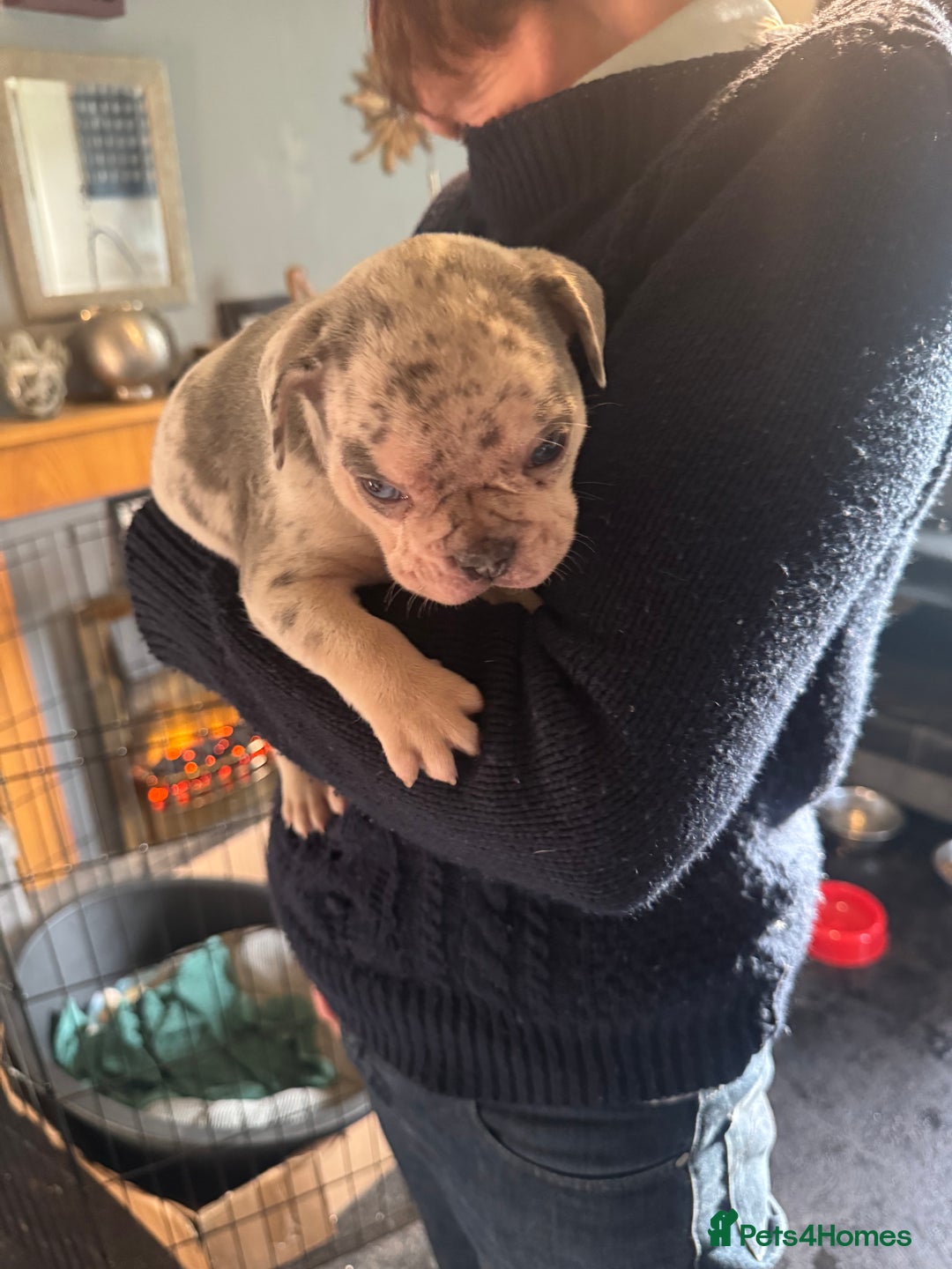 French Bulldog dogs for sale: 🐶 Stunning Merle Lilac Fawn French Bulldogs - Advert 22