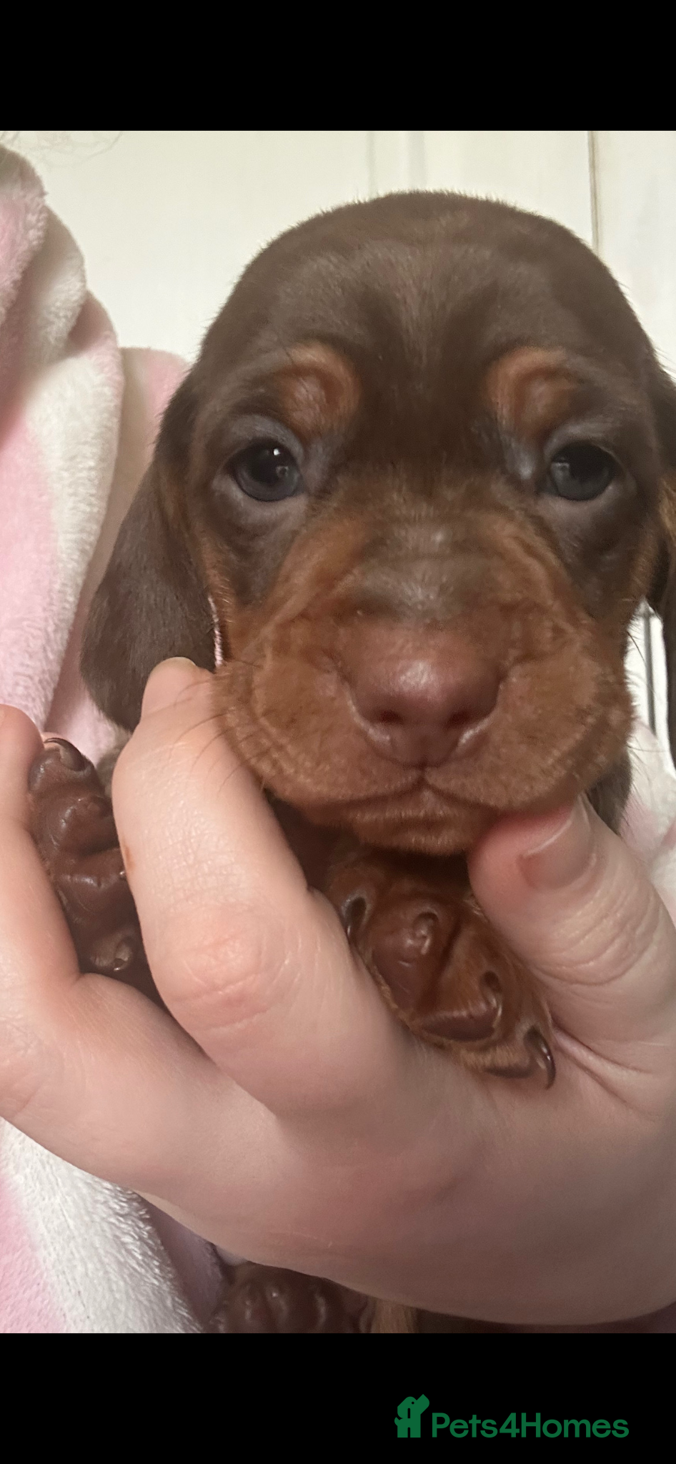 Dachshund dogs Miniature dachshund puppies - Advert 2