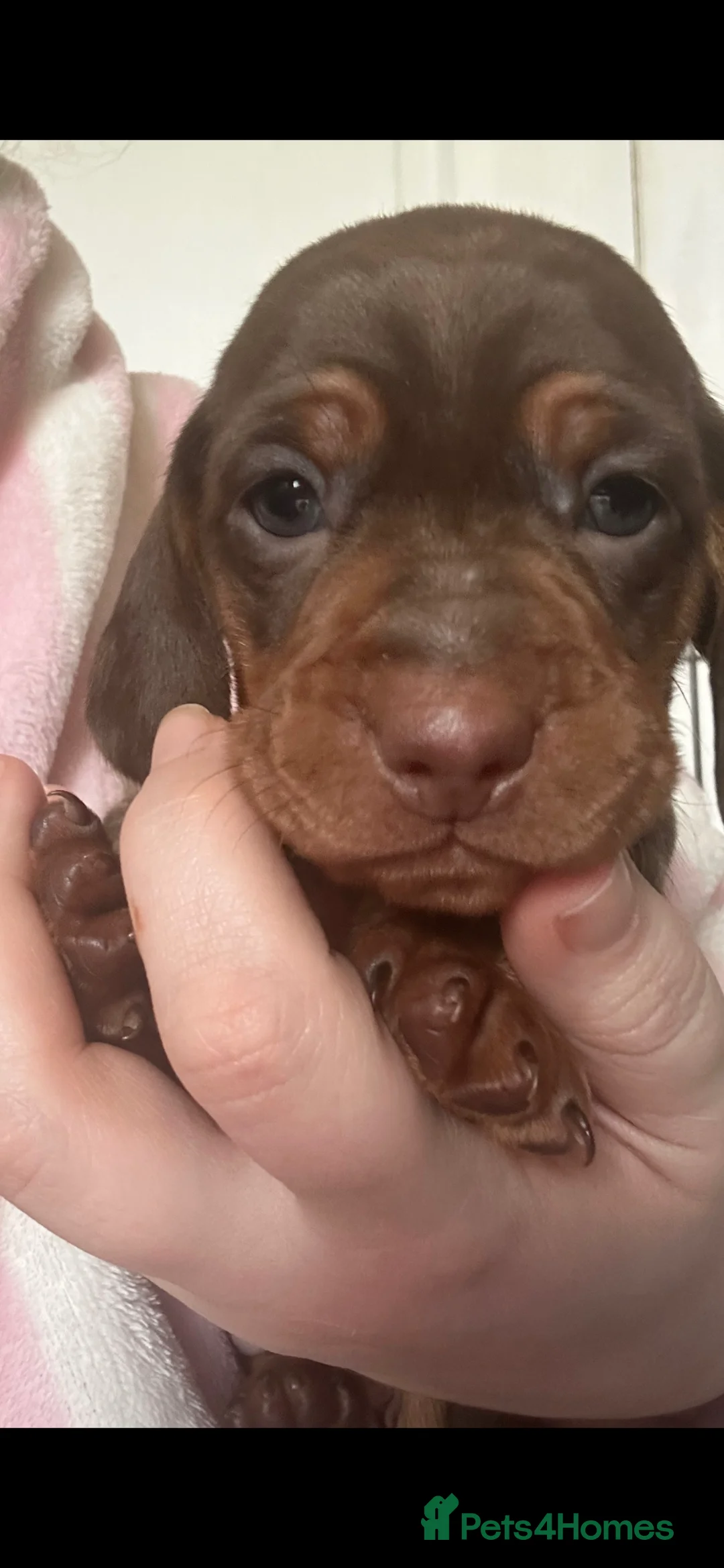 Dachshund dogs for sale: Miniature dachshund puppies - Advert 1