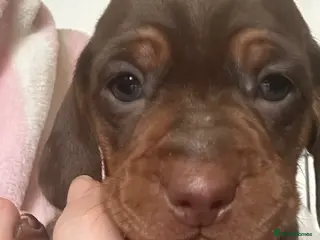 Dachshund dogs Miniature dachshund puppies - Advert 2