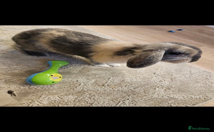 English Lop rabbits - Advert 1