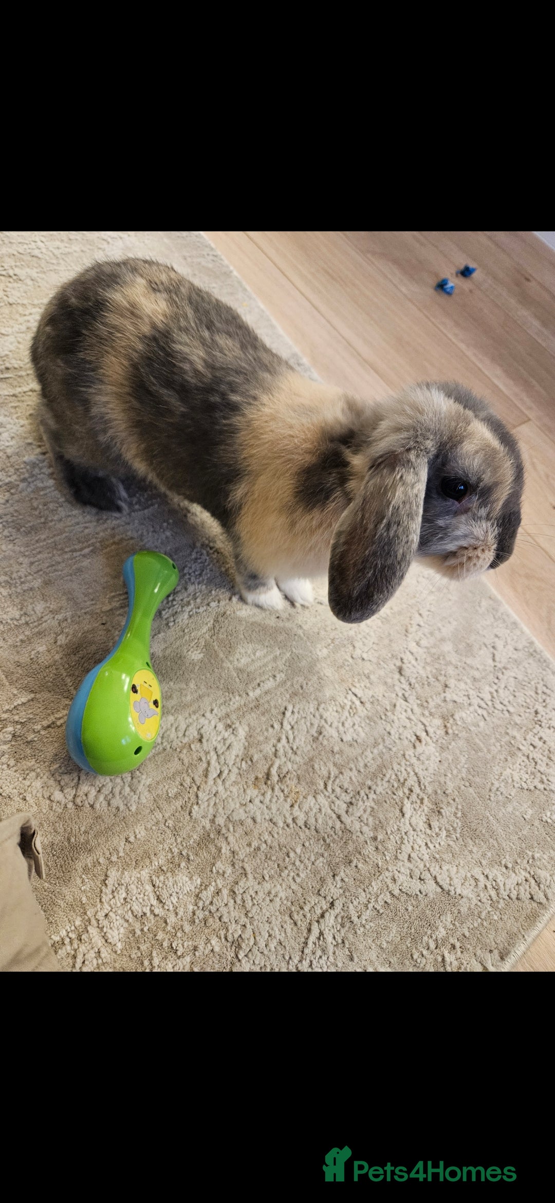 English Lop rabbits for sale: Rabbit for sale  - Image 1
