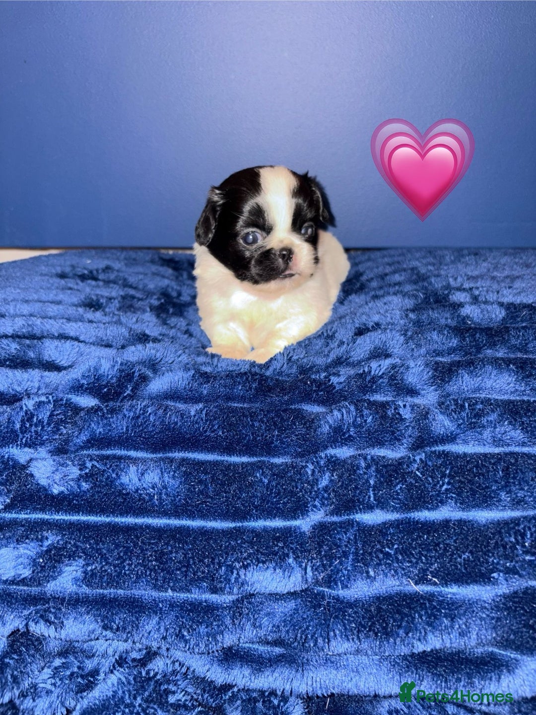 Pekingese dogs for sale: Adorable Pekingese puppies - Advert 3