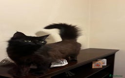 Siberian cats for sale: Black fluffy Siberian mix - Image 2