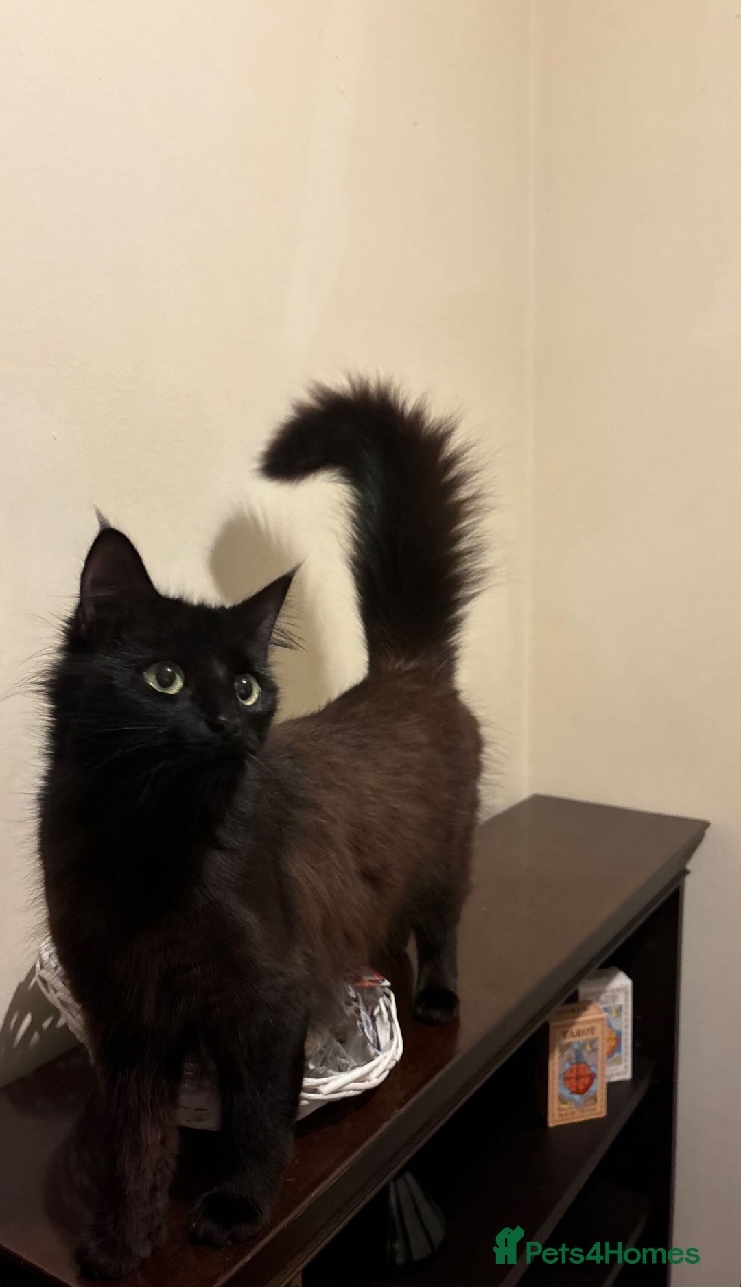 Siberian cats for sale: Black fluffy Siberian mix - Image 2
