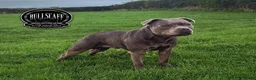Staffordshire Bull Terrier dogs for sale: Staffordshire bull terrier in Wymondham - Advert 2