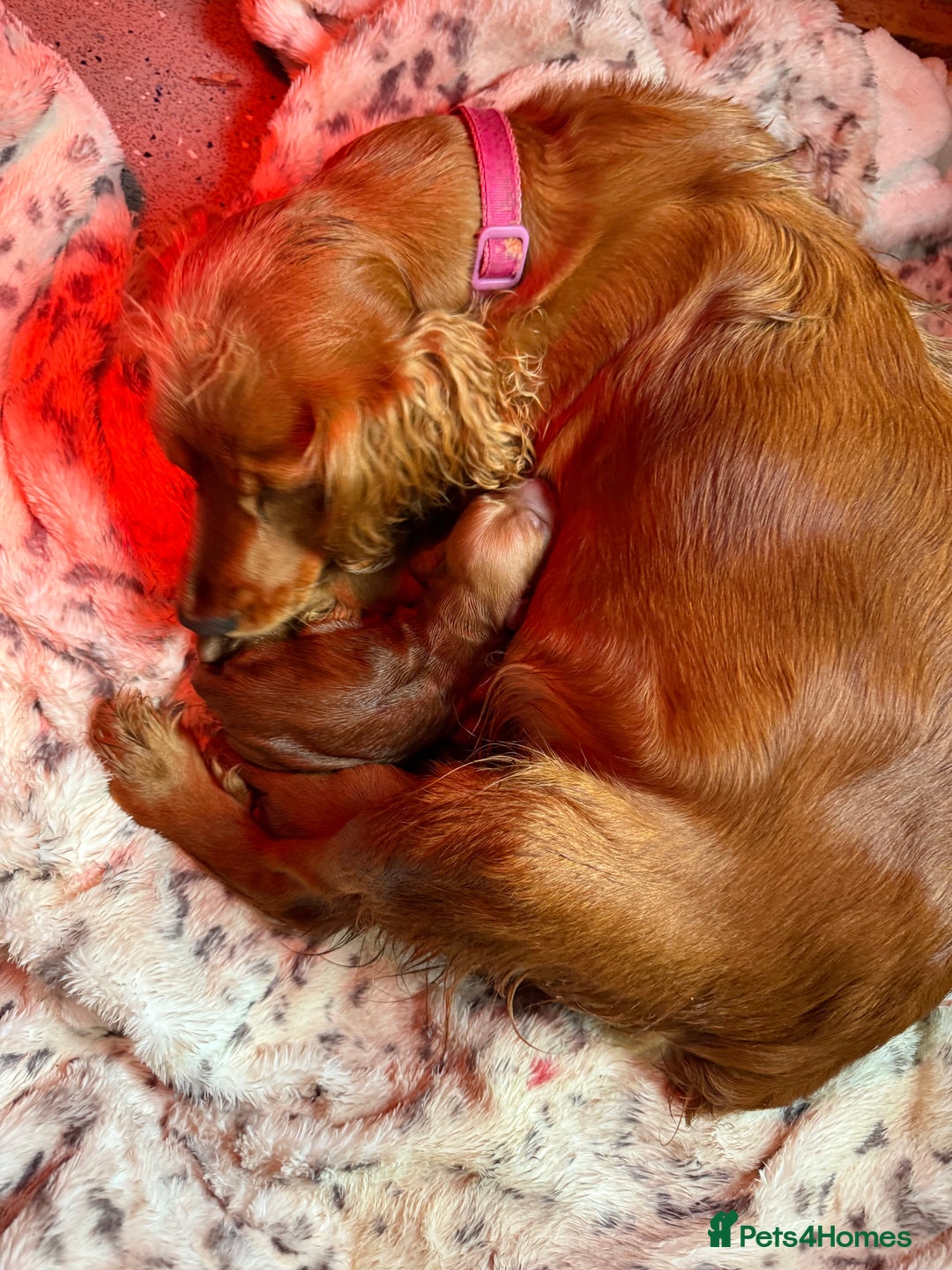 Cocker Spaniel dogs for sale: Show cocker spaniel pups - Image 2