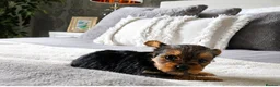 Yorkshire Terrier dogs for sale: Beautiful Yorkshire Terrier Puppies - Advert 6