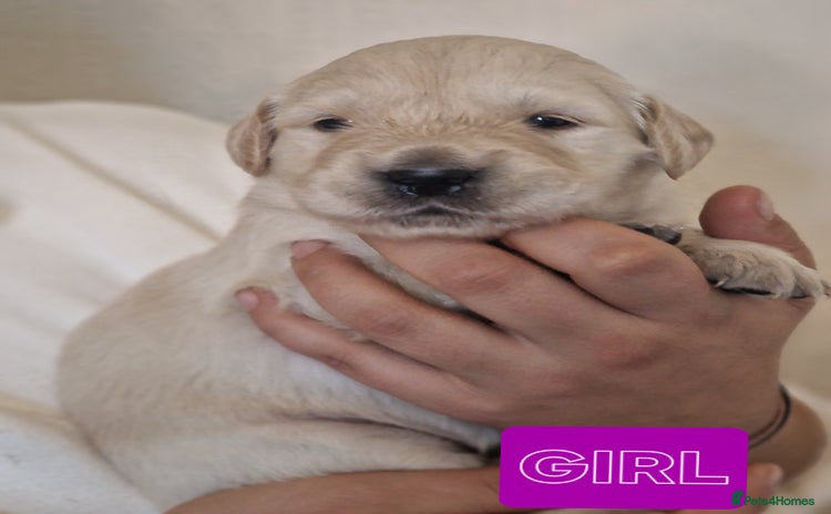 Golden Retriever dogs - Advert 4