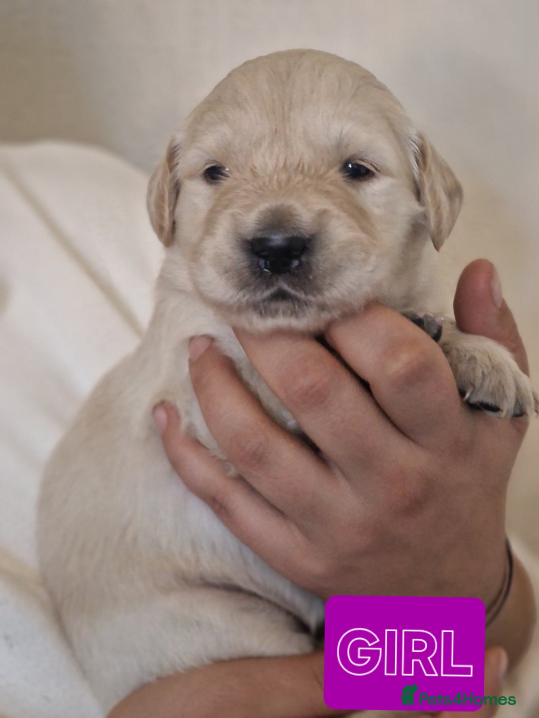 Golden Retriever dogs for sale: 🐾Pure Golden retrievers puppy🐾 - Image 1