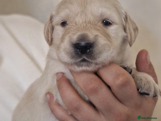 Golden Retriever dogs LAST BOY 🐾Pure Golden retrievers puppy🐾 - Advert 14
