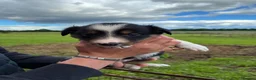 Border Collie dogs for sale: Border collie puppies  in Pickering - Advert 10