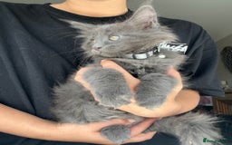 Maine Coon cats for sale: TICA registered Maine Coons, Ready end of August❤️ - Image 36