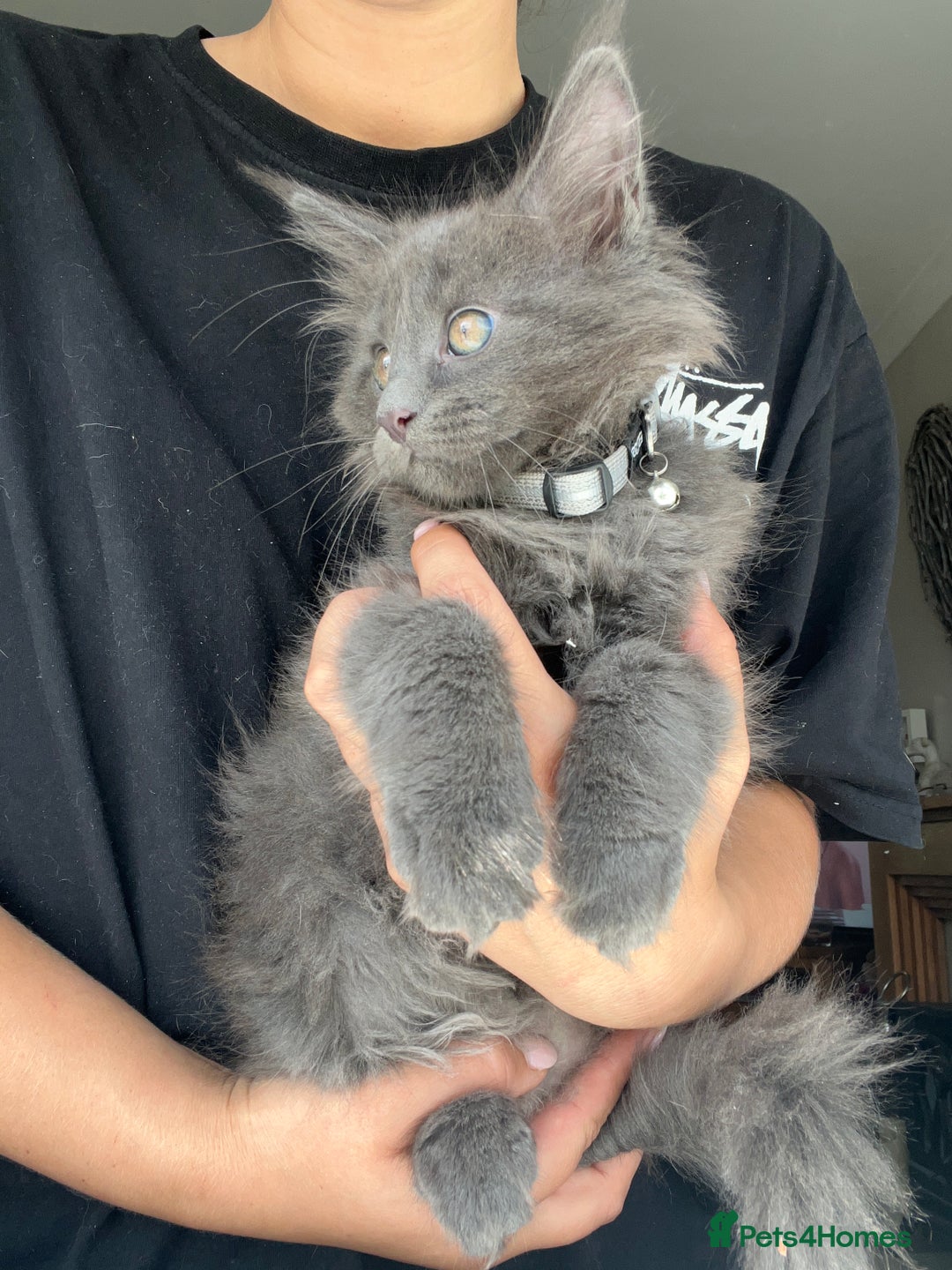Maine Coon cats for sale: TICA registered Maine Coons, Ready end of August❤️ - Image 36