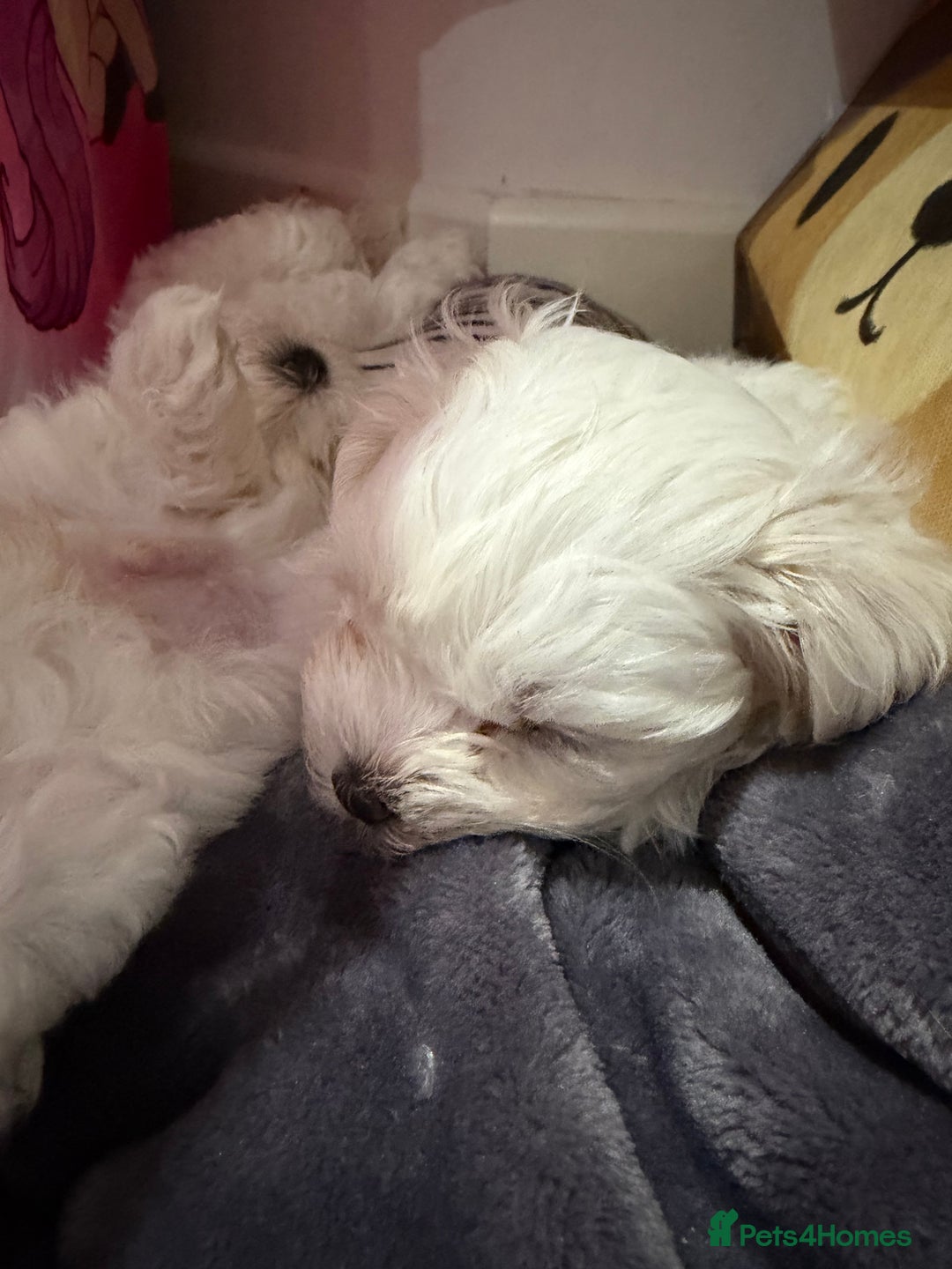 Maltese dogs for sale: Gorgeous Maltese puppies  - Advert 8