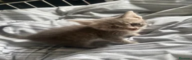 Mixed Breed Kitten 4