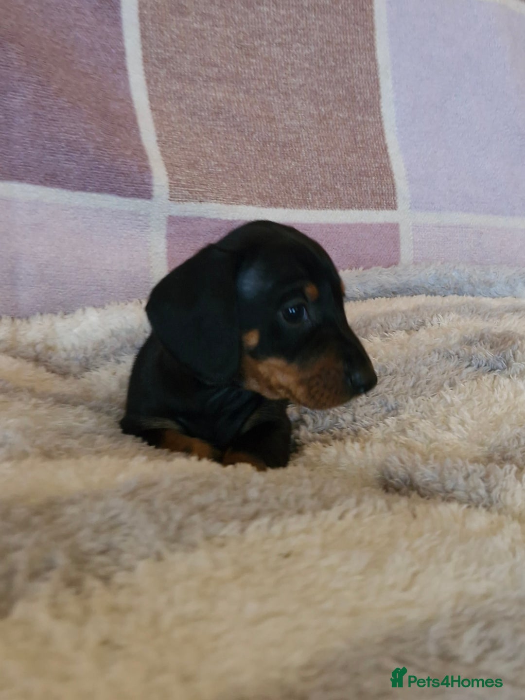 Dachshund dogs for sale: Gorgeous KC standard dachsund pups - Advert 5