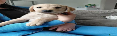 Labrador Retriever 4