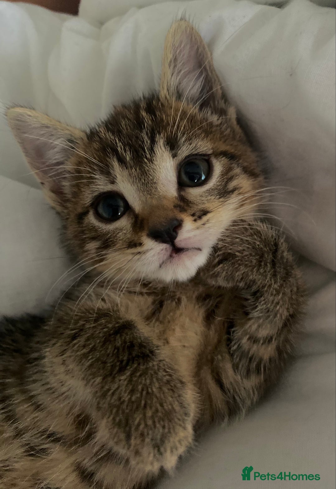 Bengal cats for sale: Beautiful baby bengal girl  - Advert 32