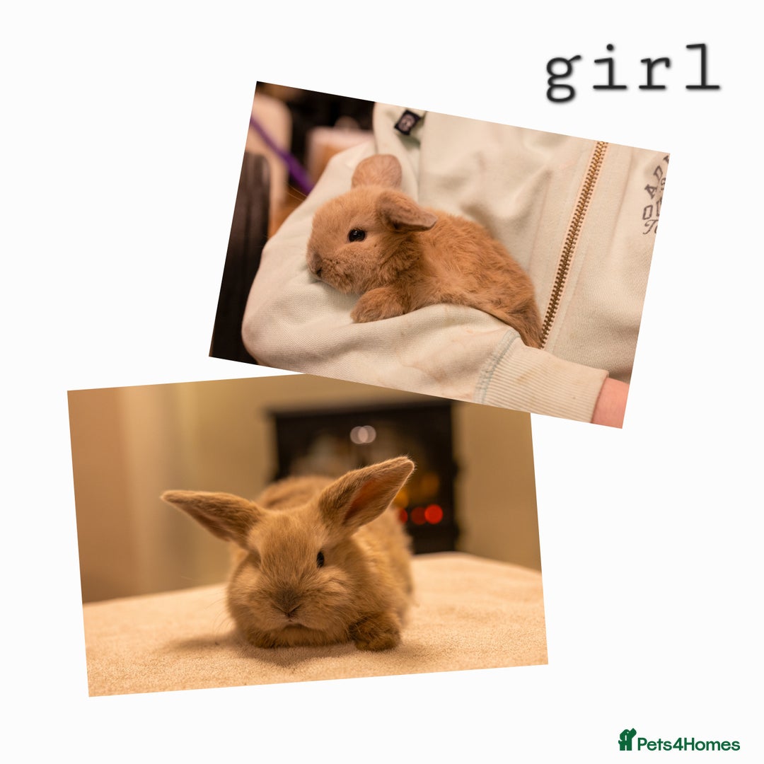 Mini Lop rabbits for sale: Ready soon 💫 Four gorgeous mini lop bunnies - Advert 6