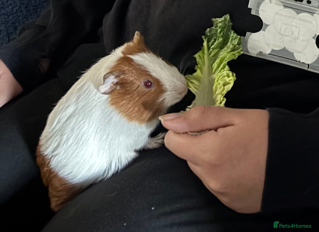 Guinea Pig rodents for sale: Rocket - Male Guinea Pig - Advert 1