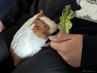 Guinea Pig rodents Rocket - Male Guinea Pig - Advert 1