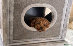 Toy Poodle dogs for sale: KC Toy Poodle Boy - Image 11