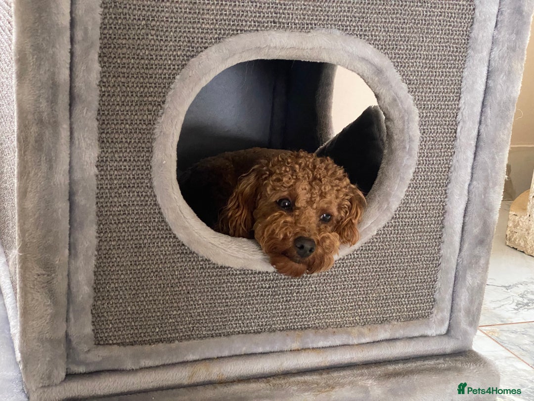 Toy Poodle dogs for sale: KC Toy Poodle Boy - Image 11