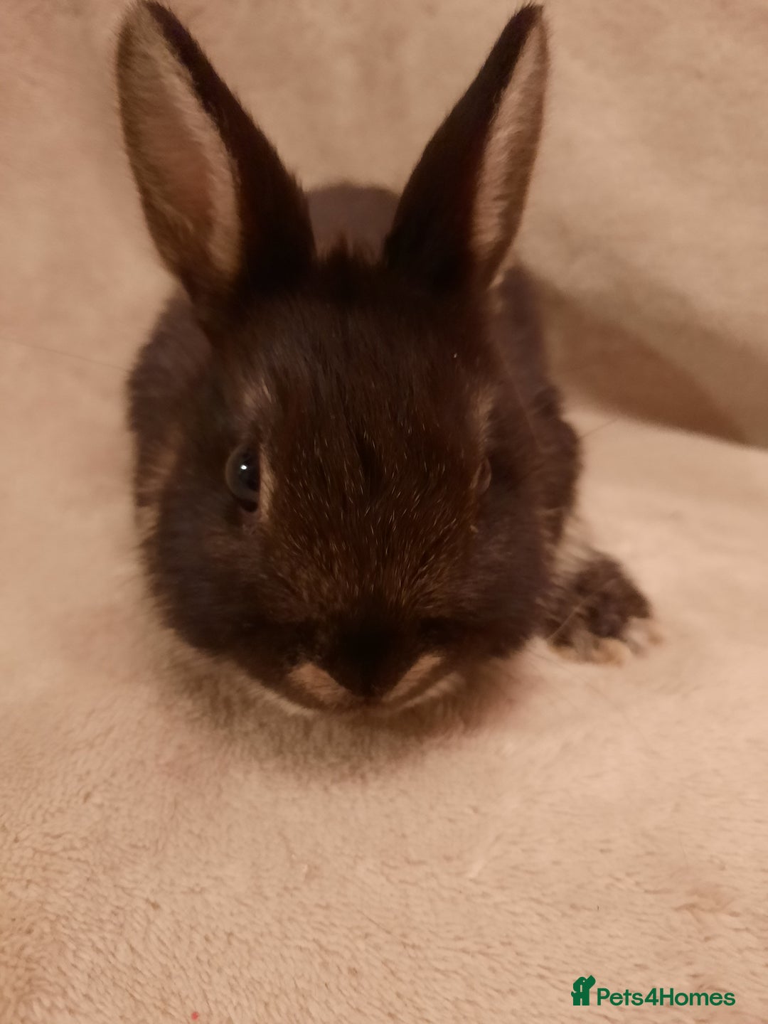 Netherland Dwarf rabbits for sale: Six Litters Of Netherland Dwarf Babies - Advert 5