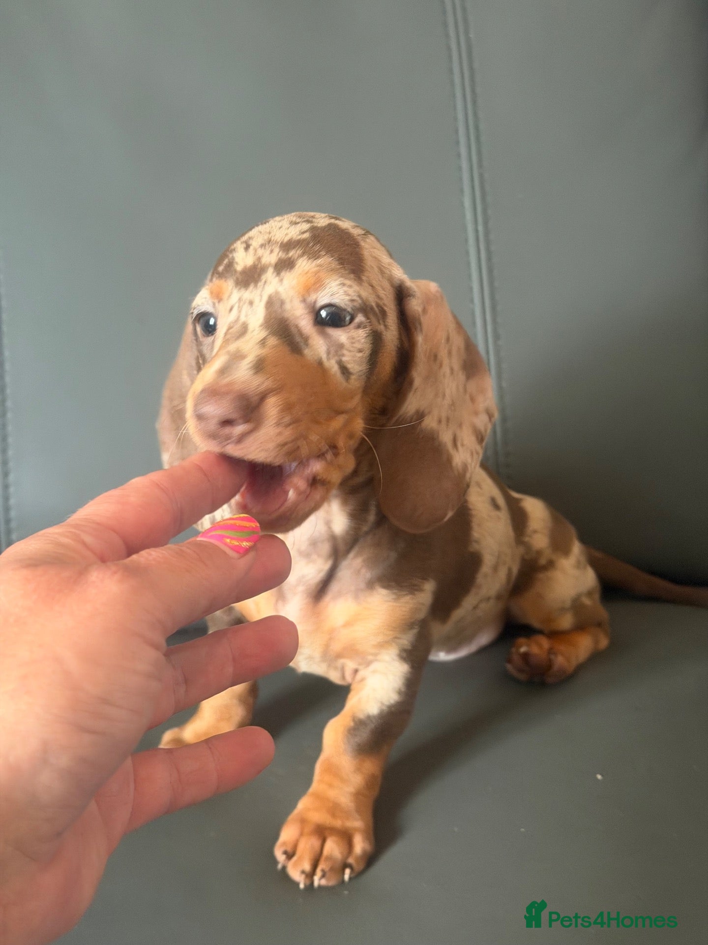 Miniature Dachshund dogs MINIATURE DACHSHUND PUPS - Advert 1