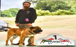 Boerboel dogs for sale: Ysterberg line Boerboel puppies  - Advert 12