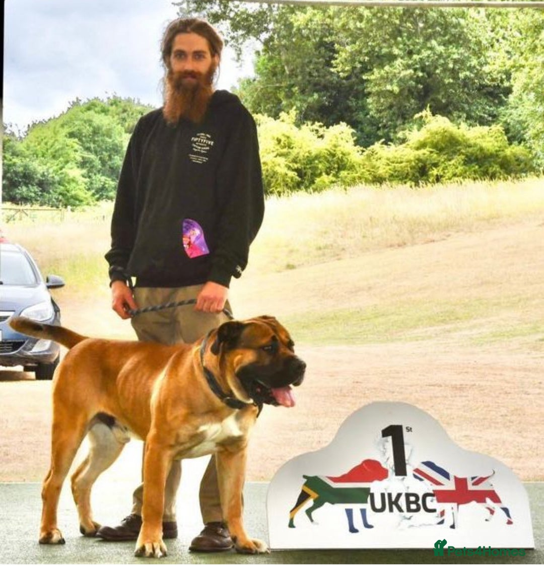 Boerboel dogs for sale: Ysterberg line Boerboel puppies  - Advert 12