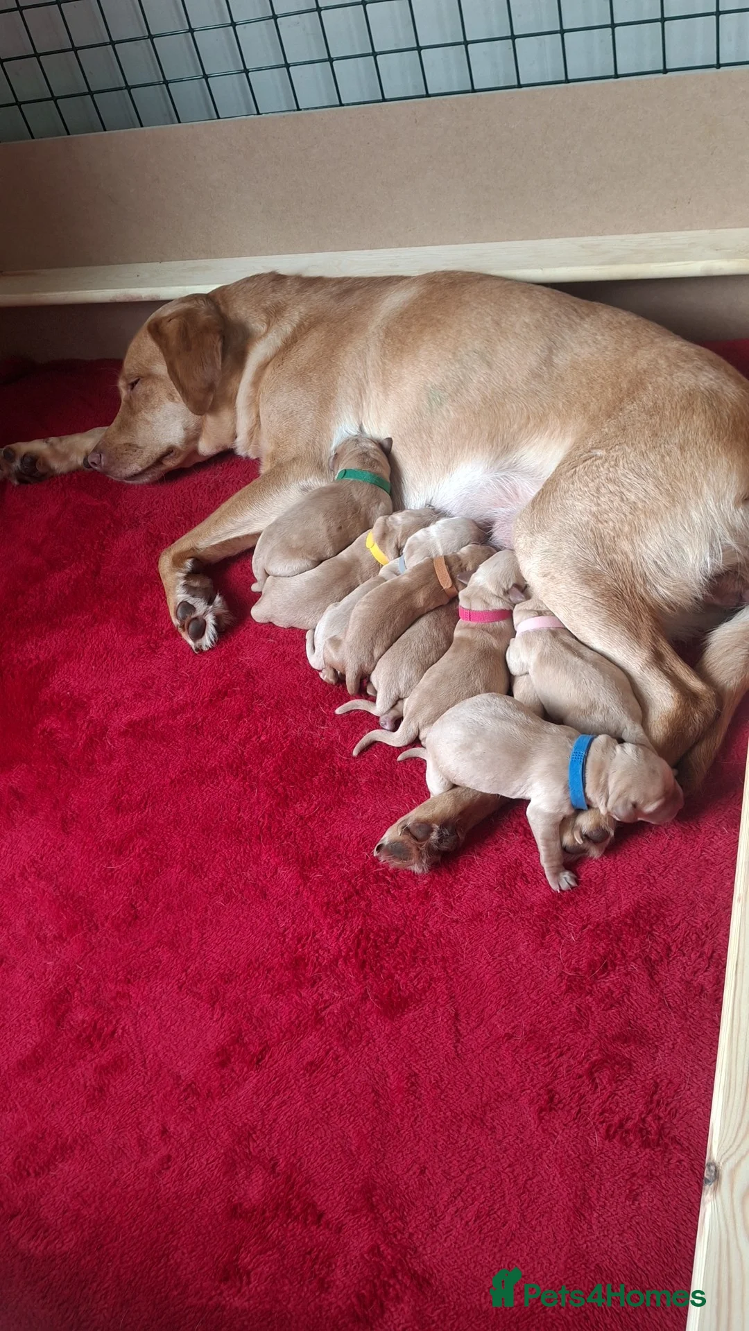 Labrador Retriever dogs for sale: Beautiful labrador puppies  - Advert 28