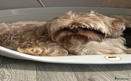 Shih Tzu dogs for sale: 2 year old male shihtzu biscuit  - Image 4