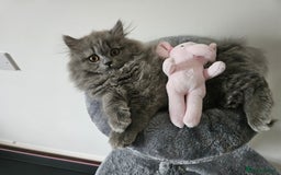 British Longhair cats for sale: Gorgeous GCCF long-haired British girl  - Image 22